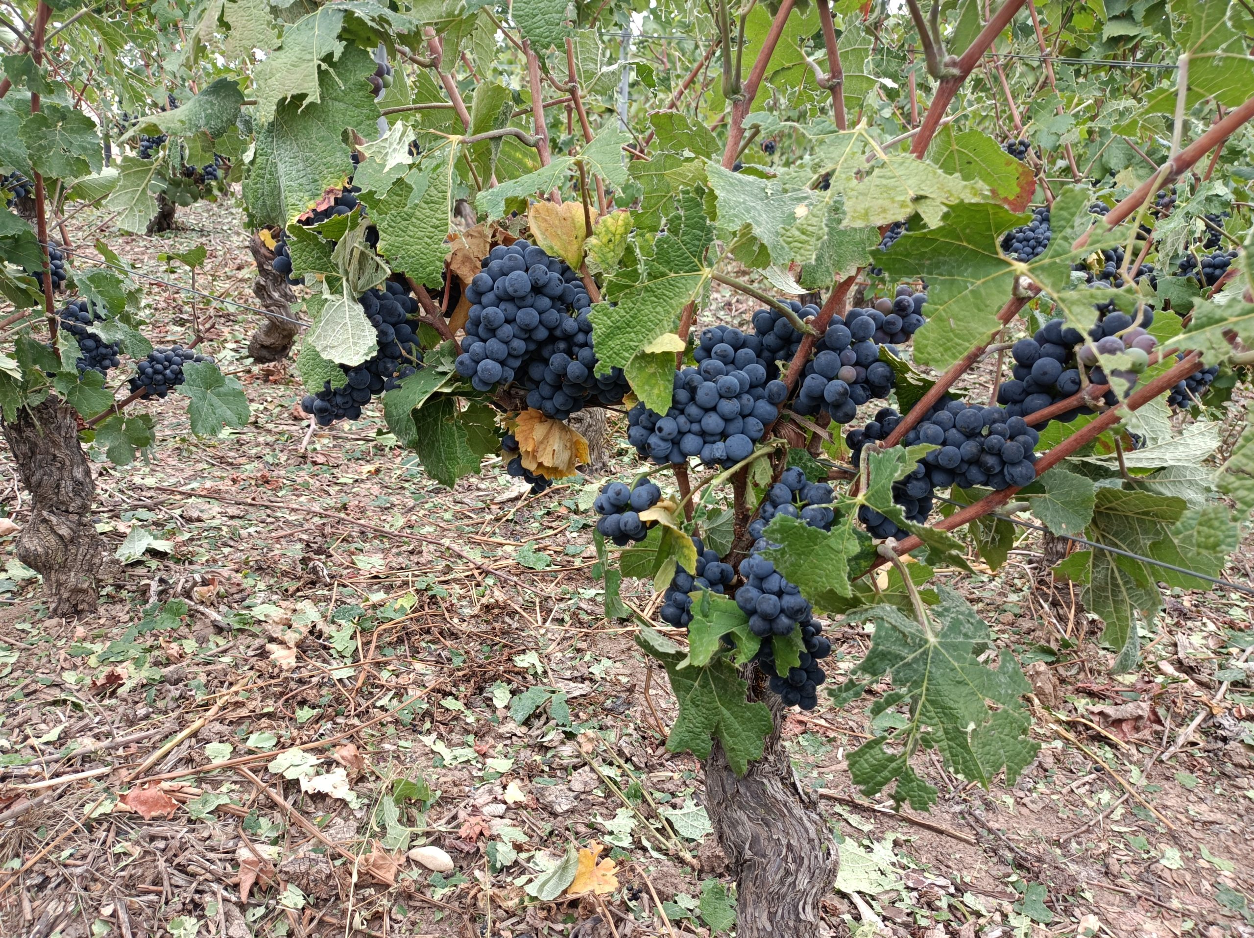 Vendanges 2022