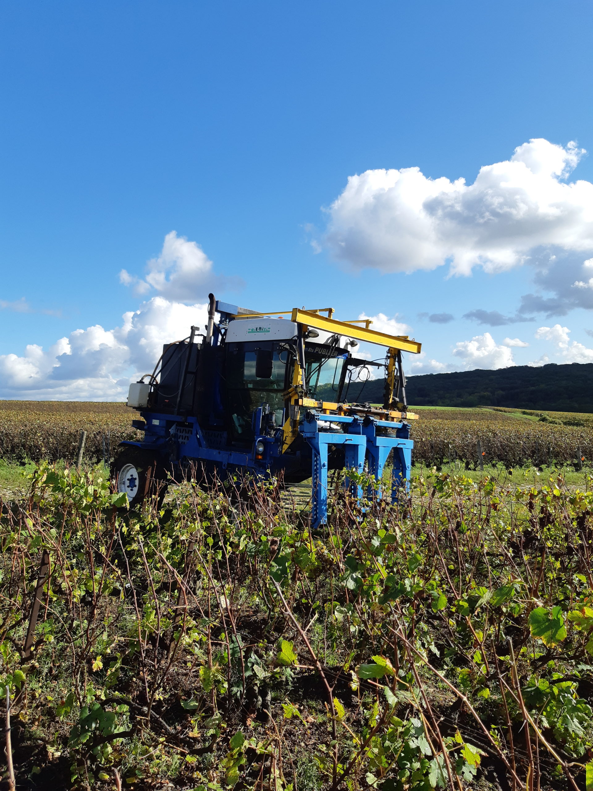 Egrainage des vignes
